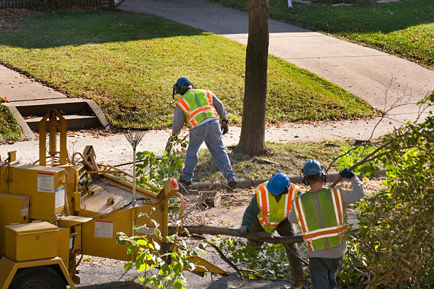 The Steps Involved in Our Tree Care Process in Seabrook Island, SC